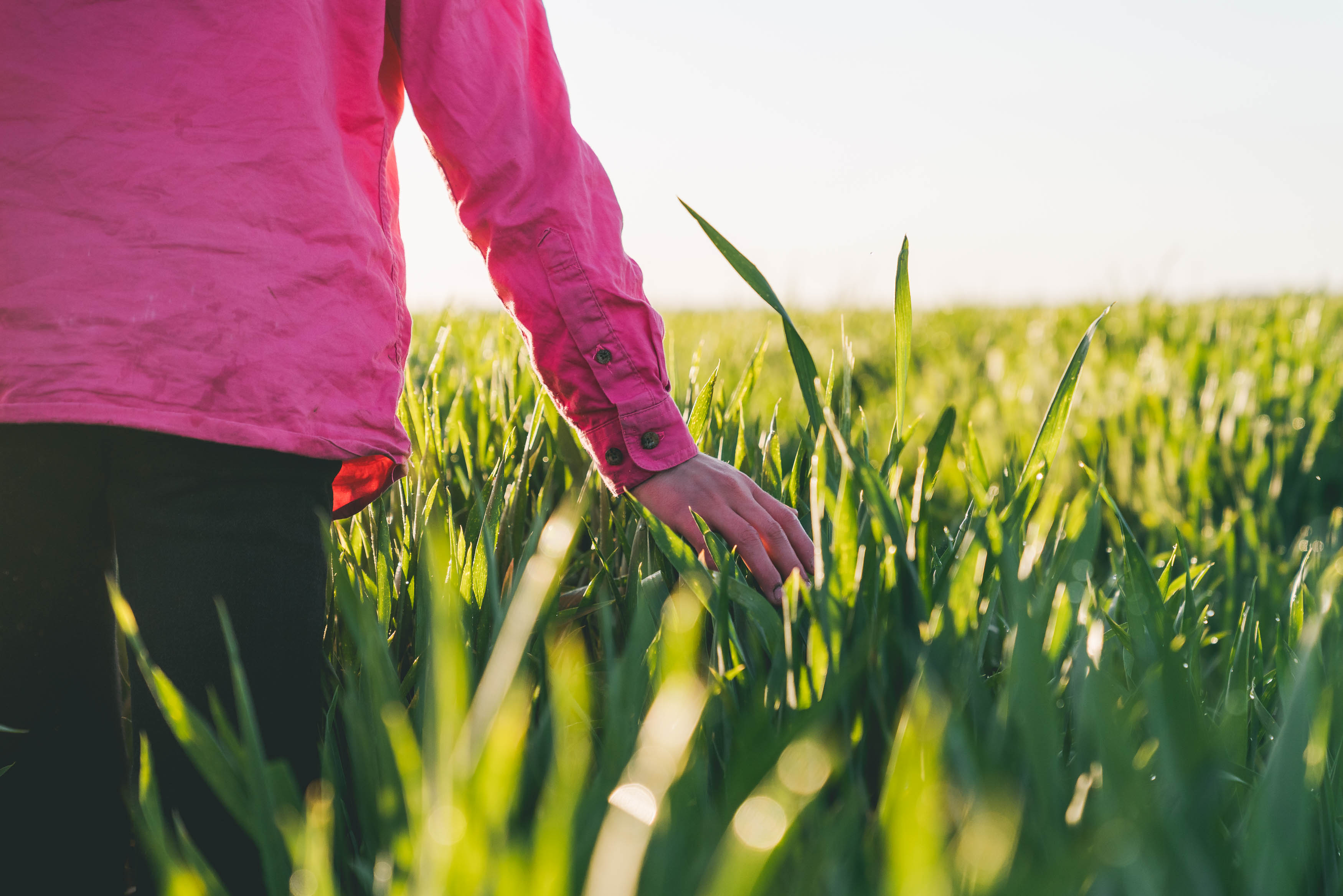 Female running hand through wheat crop