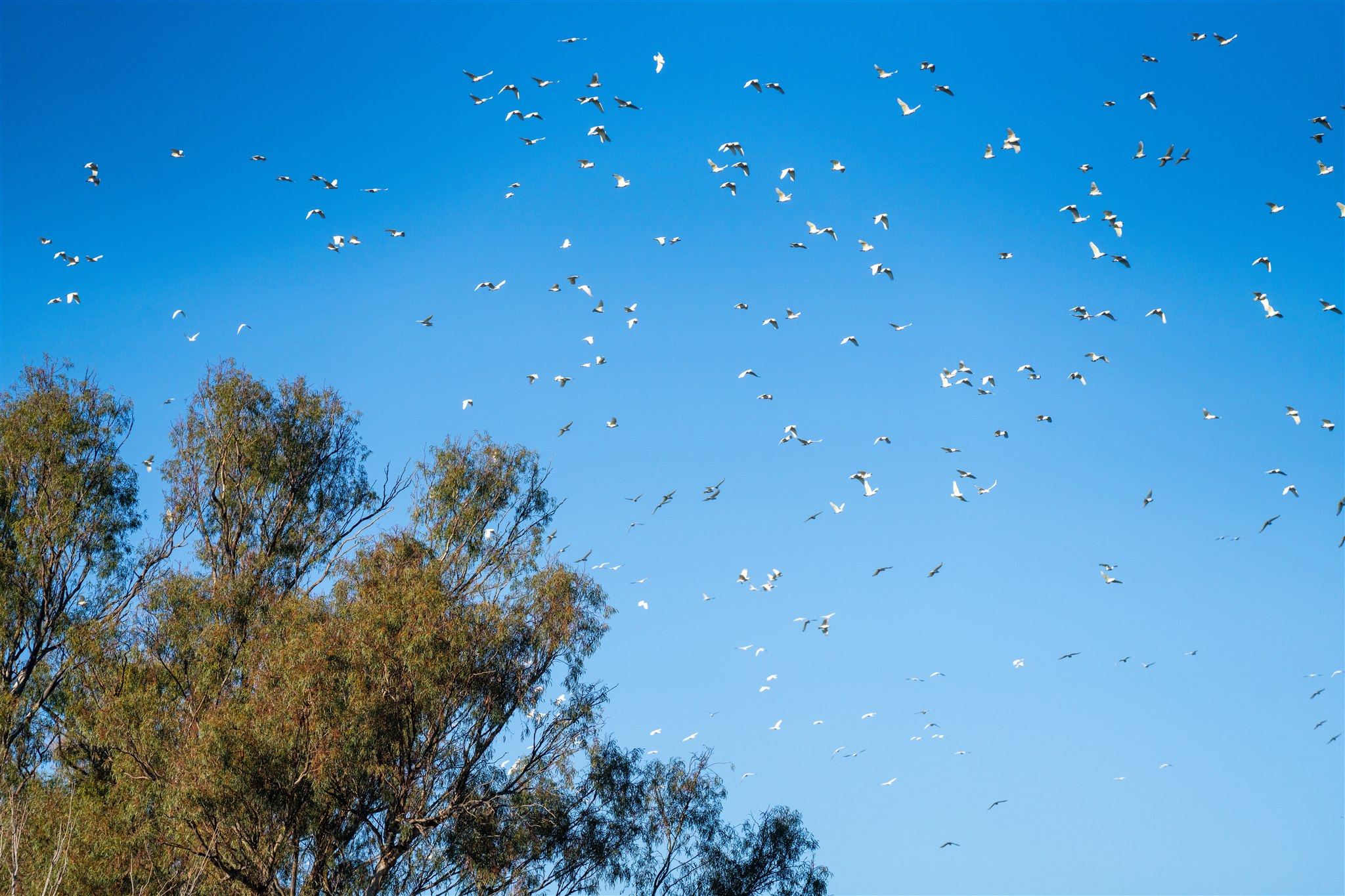 Trees in foreground with cockatoos flying in the sky